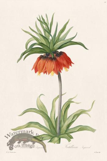 Les Liliacees Redoute 131